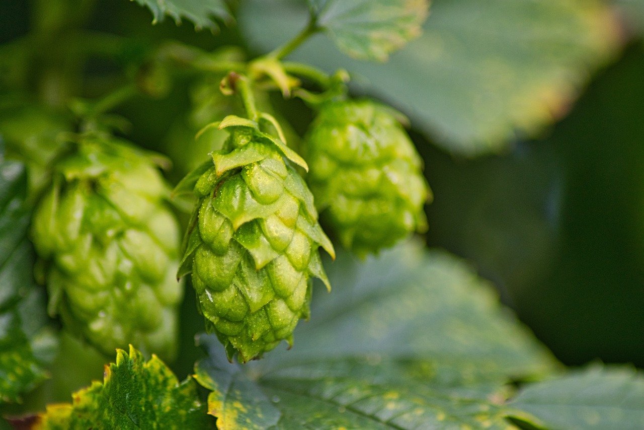 hop, umbel, hop vines, hops fruits, hop, hop, hop, hop, hop vines, hop vines, hop vines, hop vines, hop vines
